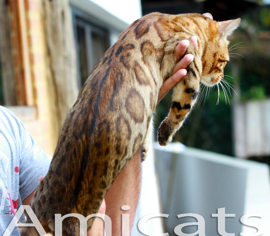 MINI LEOPARDO Amicats bengal