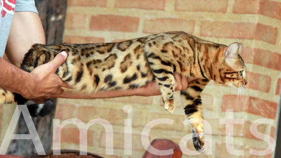 GATO BENGAL AMICATS CRIADORES BRASIL