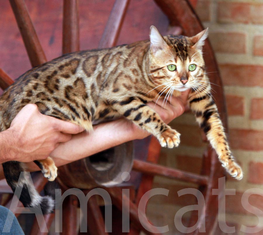 AMICATS® GATOS BENGAL ORIGINAL ROSETTEDS