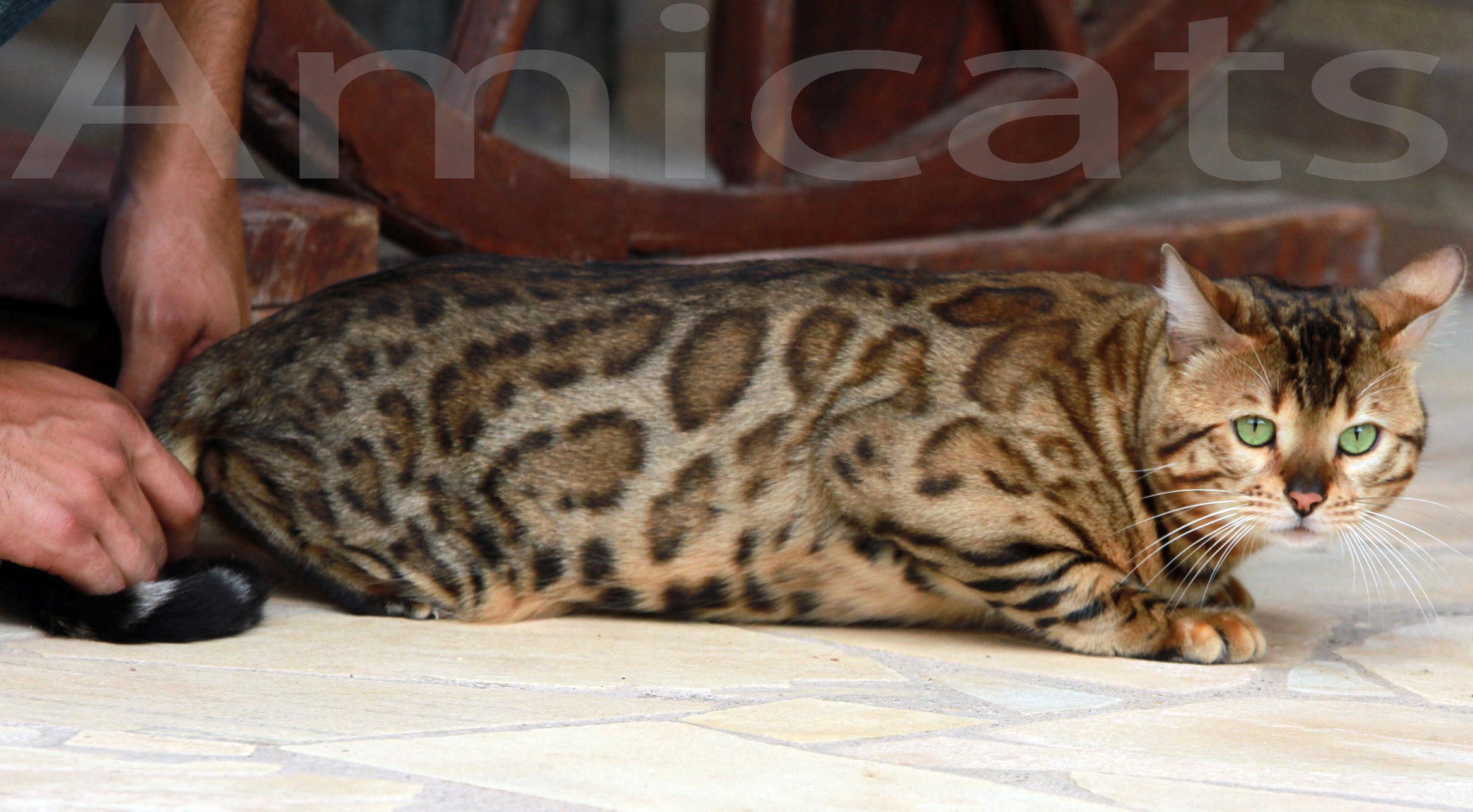 gato mini leopardo mini tigrinho oncinha bengal amicats gatil criador sp