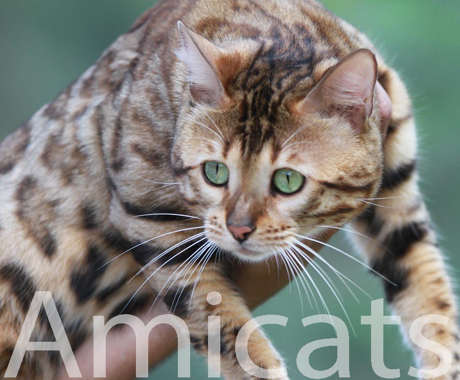 gato mini leopardo mini tigrinho oncinha bengal amicats gatil criador sp