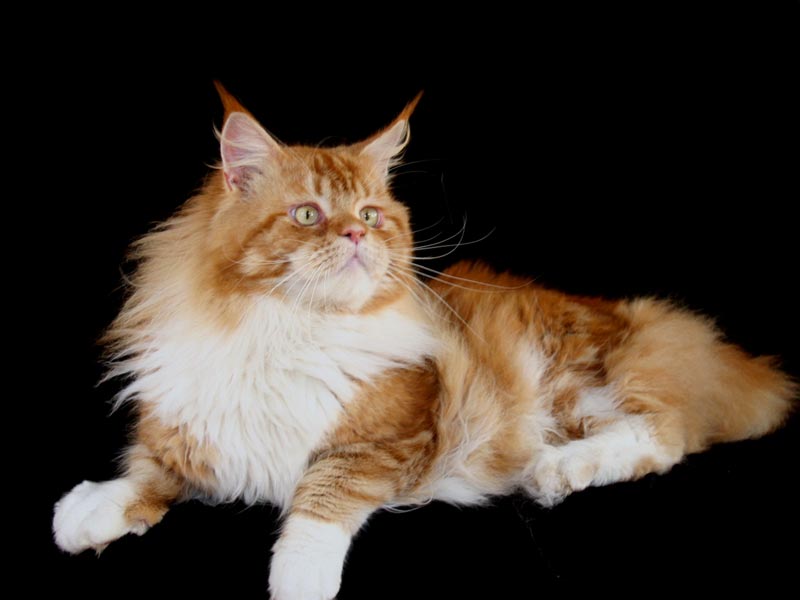 mainecoon