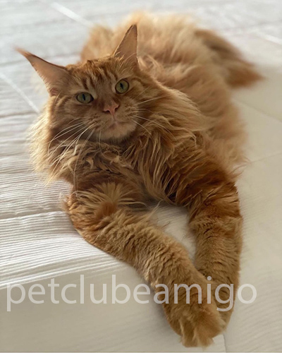 mainecoon petclubecat