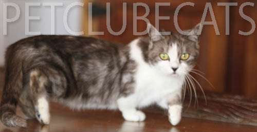 TOYCAT PETCLUBECAT