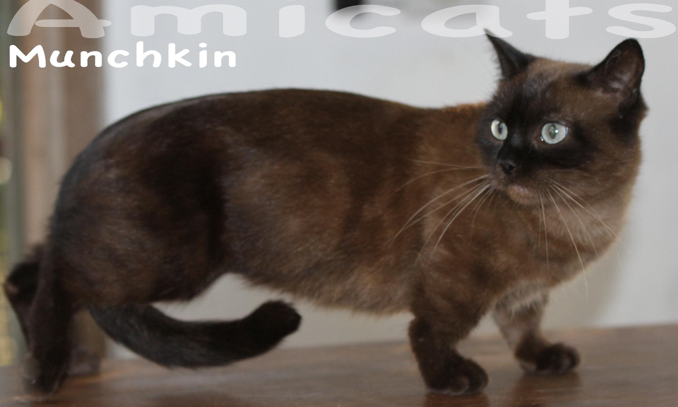 munchkin importado 1999 usa petclube