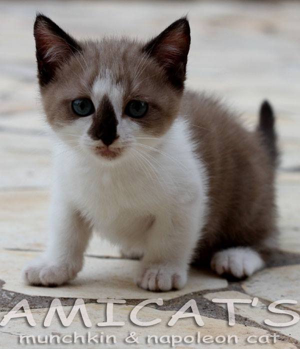 AMICATS KITTEN BREEDER NAPOLEON MUNCHKIN MINI CAT MINI GATOS USA BRASIL