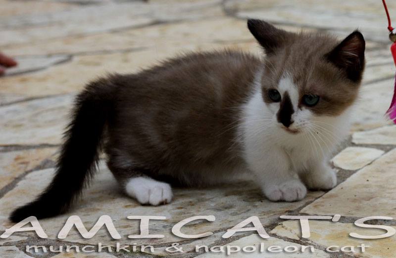 AMICATS KITTEN BREEDER NAPOLEON MUNCHKIN MINI CAT MINI GATOS USA BRASIL