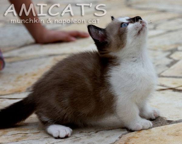 AMICATS KITTEN BREEDER NAPOLEON MUNCHKIN MINI CAT MINI GATOS USA BRASIL