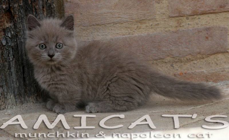 AMICATS KITTEN BREEDER NAPOLEON MUNCHKIN MINI CAT MINI GATOS USA BRASIL