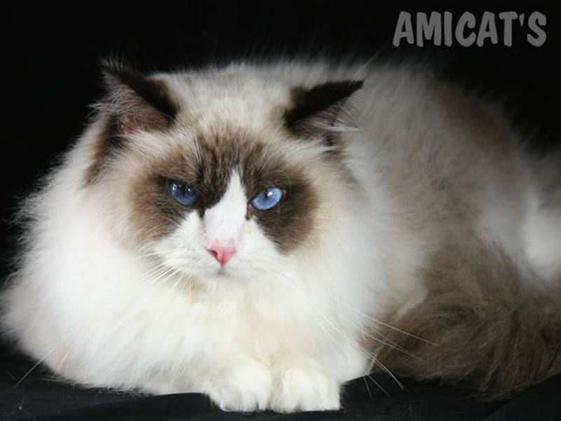 ragdoll