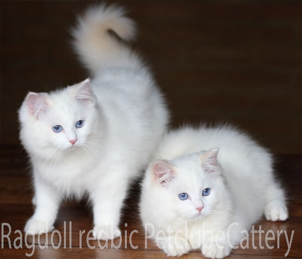 ragdollkitten petclube red rare usa brasil