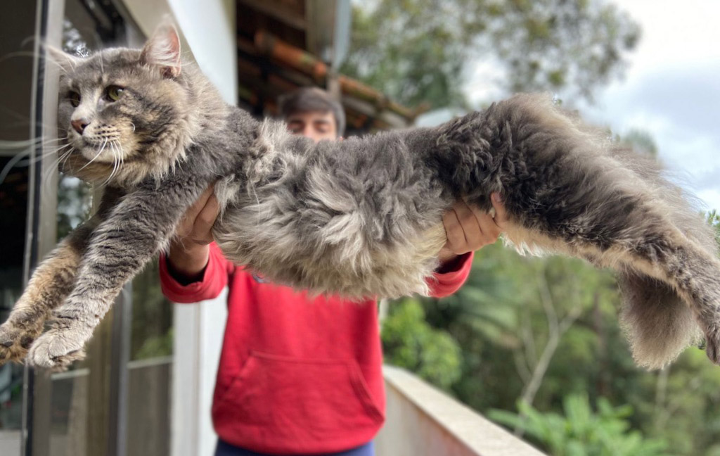 Maine Coon na Natureza Conservada pelo Petclube