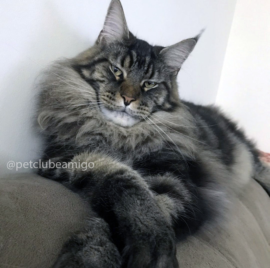 Maine Coon petclube original gigante de verdade