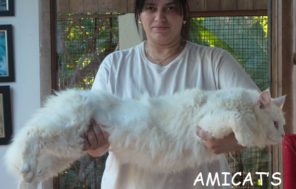 gato gatos gigantes maine coon branco gigante