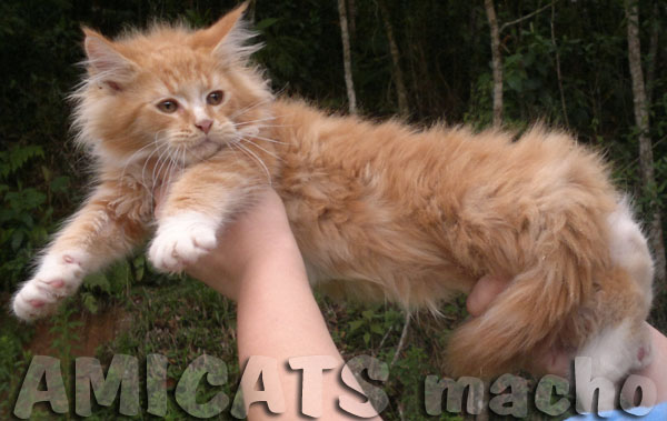 maine coon red gato gigante filhotes maine venda Gatil Amicats