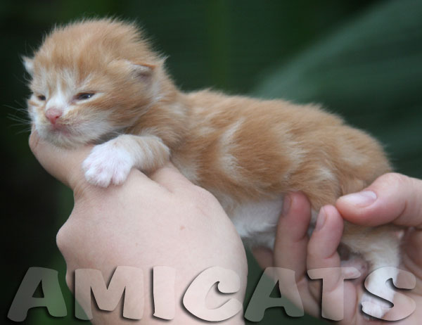 maine coon filhote red bicolor amicat gatos gigantes imagem