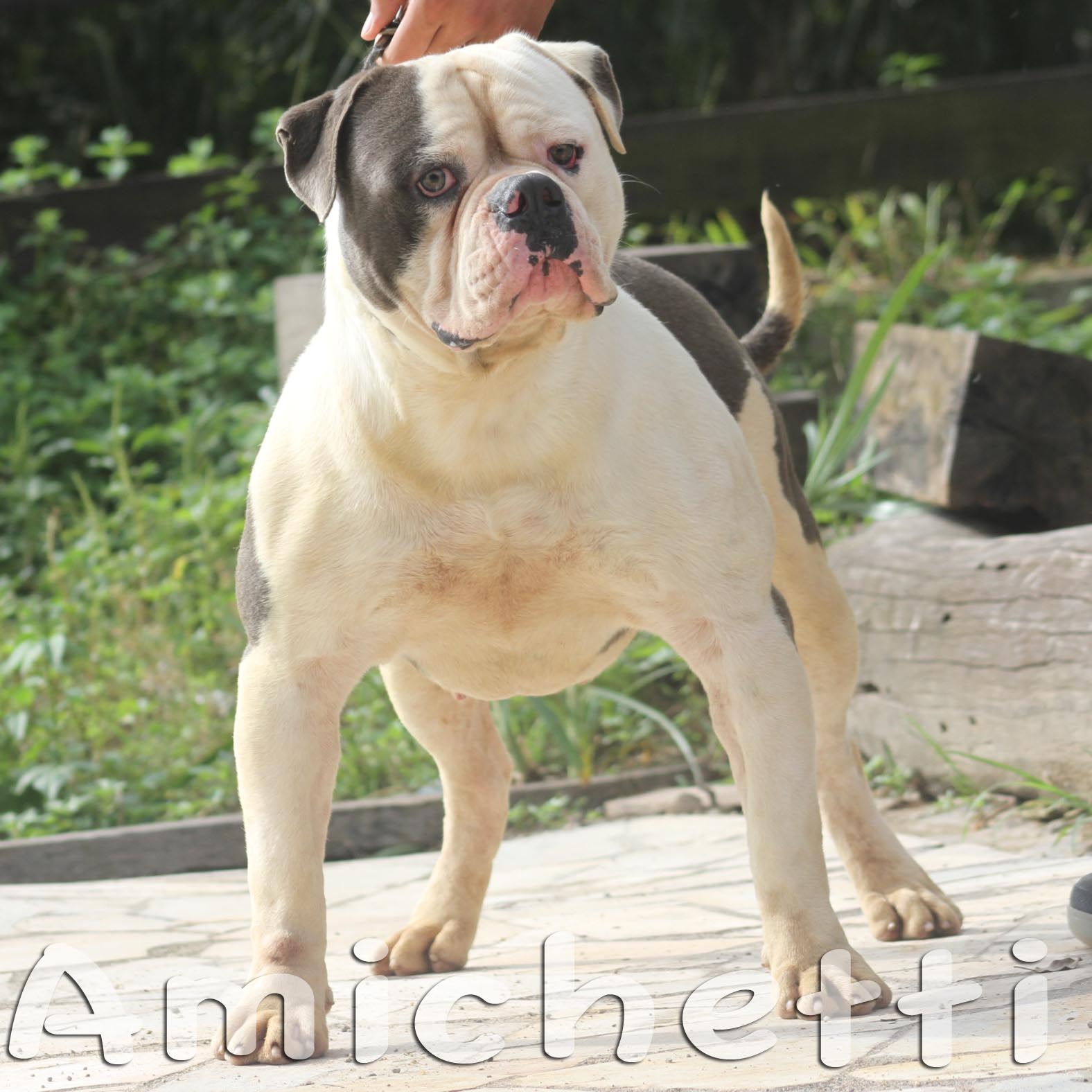 padrador petclube olde bulldogges