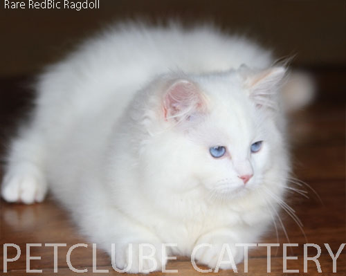 RENOIR PETCLUBECAT1