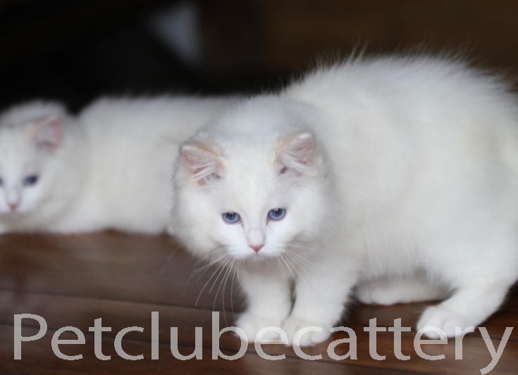 RENOIR PETCLUBECAT4