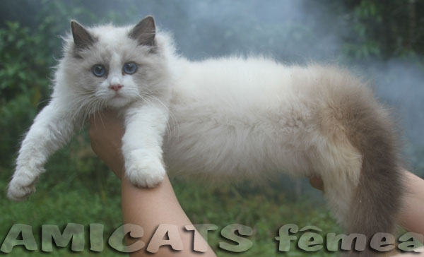 ragdoll 