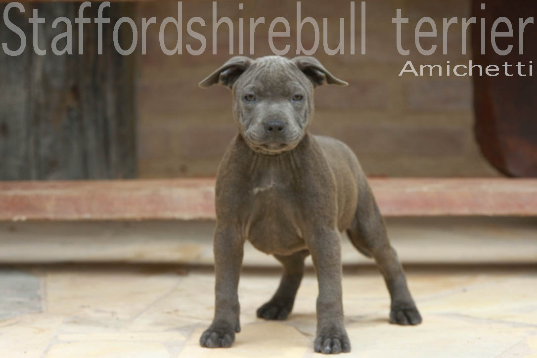 staffordshire bull terrier blue amichetti