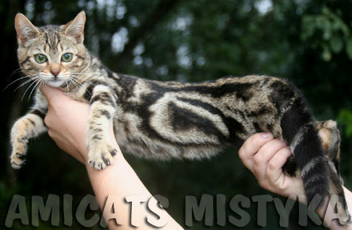 Bengal Amicat´s