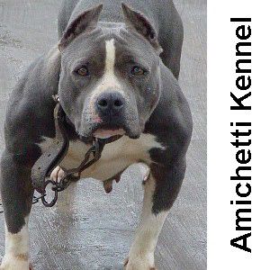 OVER BULLY 100% AMICHETTI