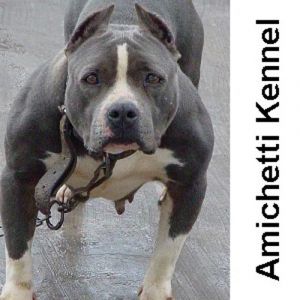 amstaff