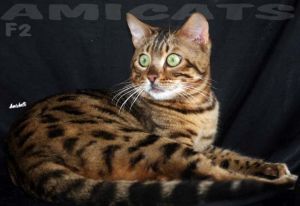 Bengal Amicat's 