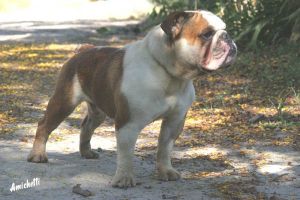 Bulldog Ingles Amichetti