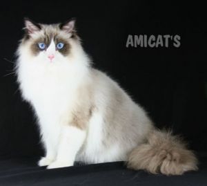 images-morfeoshow-ragdoll-7489-big-21-300x269