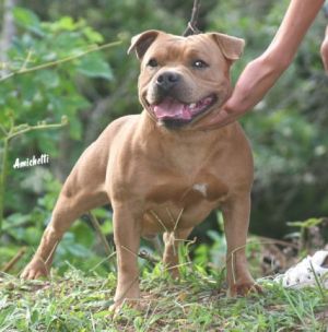 SBT BLUE FAWN