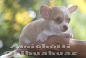 chihuahua