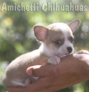 machinho a venda de chihuahua