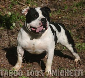 TABOO OVER BULLY AMICHETTI