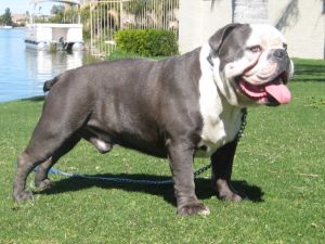 bulldogge