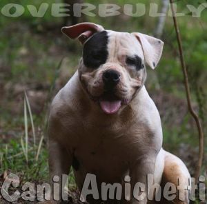 american bully