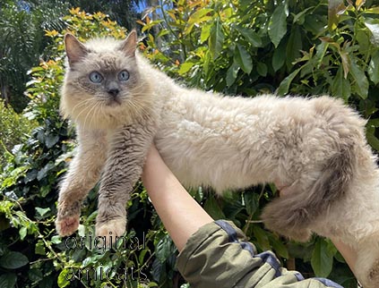 ragdoll petclube