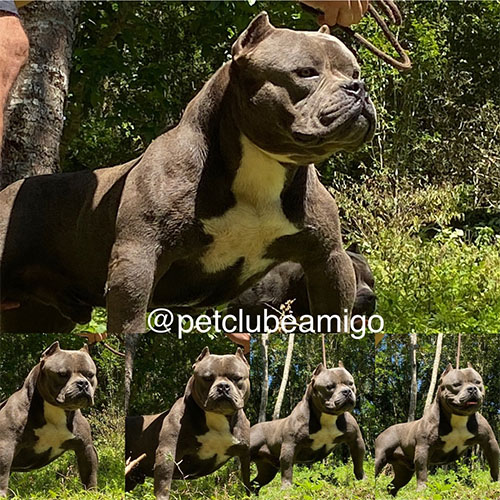 PETCLUBE E MEDICO VET. AMICHETTI APOIA O DESIGNER DOG: NOVAS RAÇAS DE CÃES SELECIONADAS