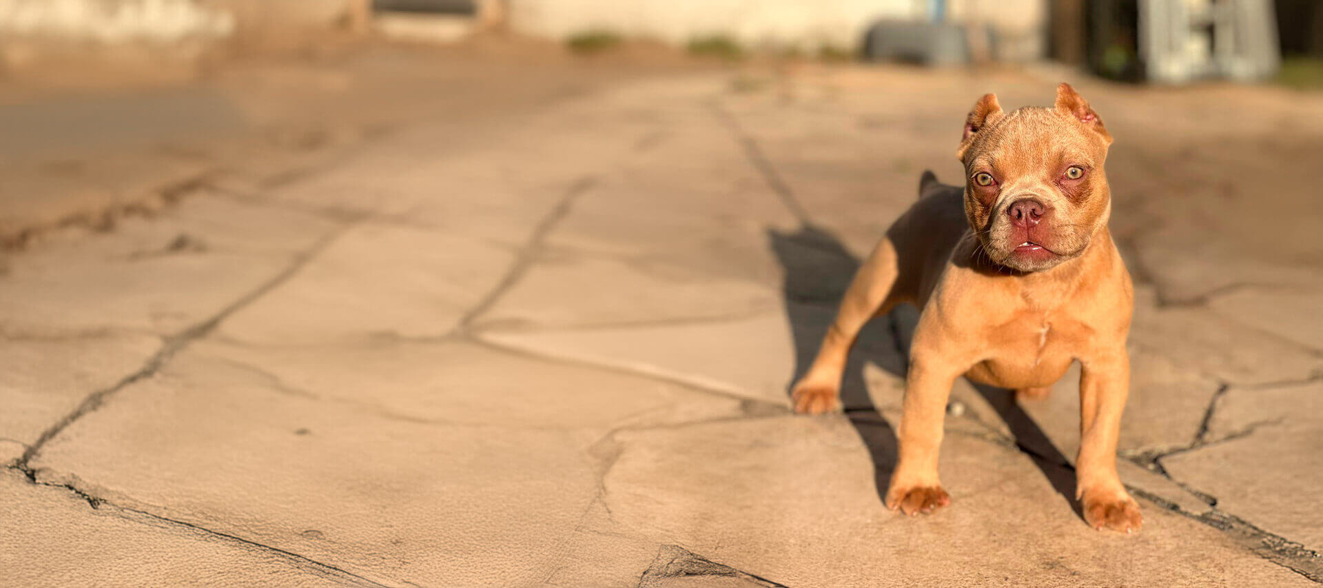 Filhotes de Cães Bully e Gatos Gigantes